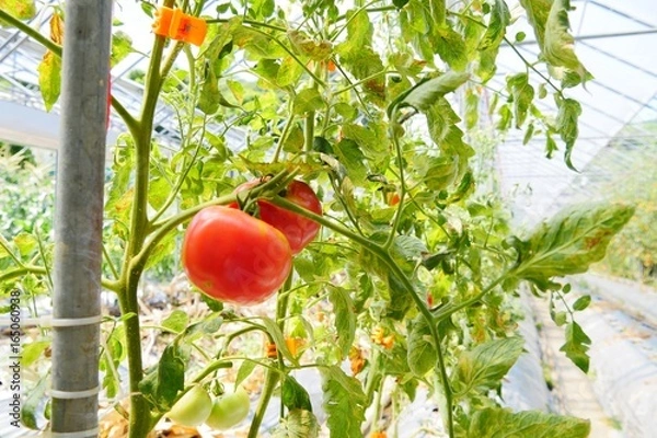 Obraz ハウストマト