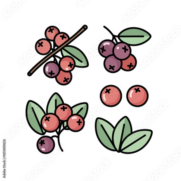 Obraz Vector illustration of fresh red berries with green leaves on a white background