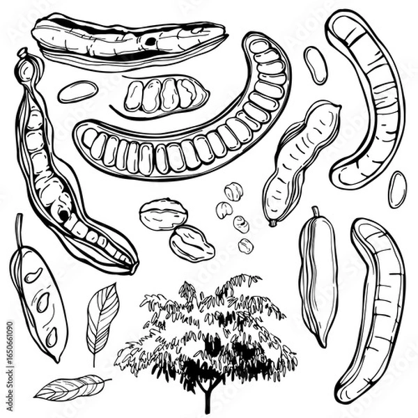 Fototapeta Hand-drawn inga edulis or ice-cream bean. Vector sketch illustration. 