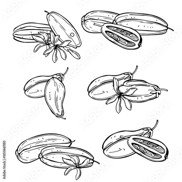 Fototapeta Hand-drawn Averrhoa bilimbi (bilimbi, cucumber tree, tree sorrel). Vector sketch illustration. 