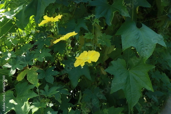 Obraz 수세미오이