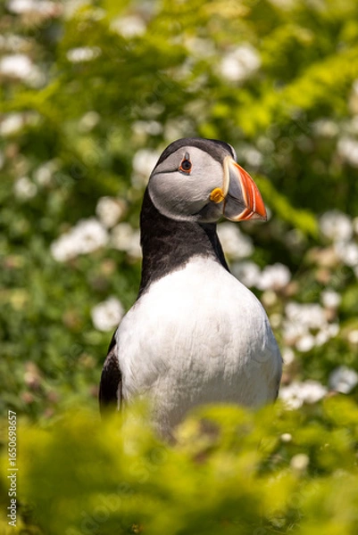 Fototapeta Atlantic puffins, a species of seabird in the auk family, seen in Wales, UK.