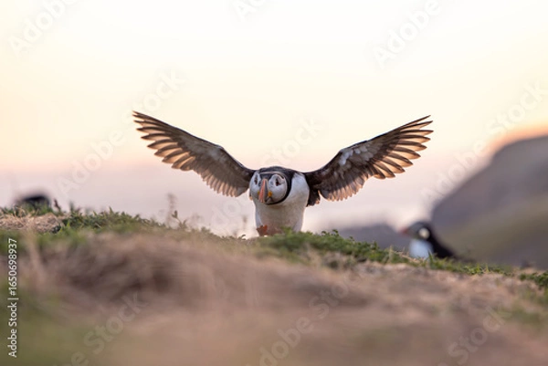 Fototapeta Atlantic puffins, a species of seabird in the auk family, seen in Wales, UK.