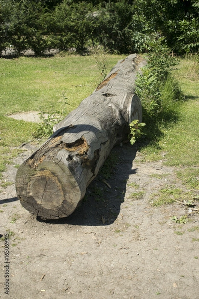 Obraz Fallen tree