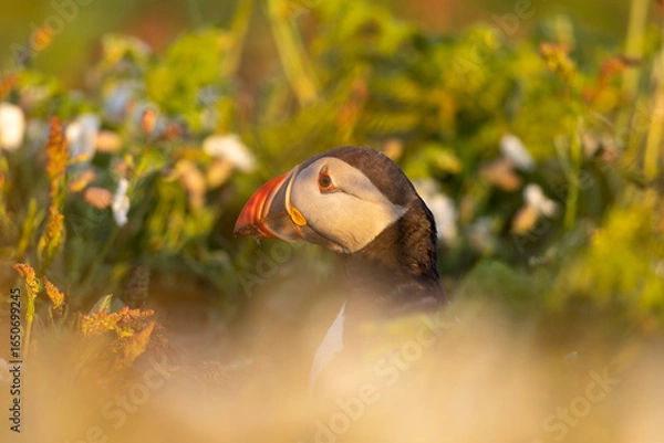 Fototapeta Atlantic puffins, a species of seabird in the auk family, seen in Wales, UK.
