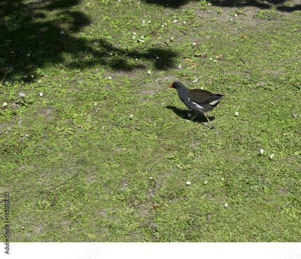 Obraz Moorhen