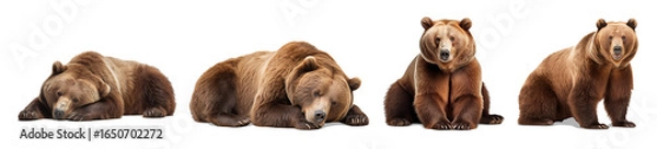 Fototapeta Brown Bear Poses: A series of four brown bears in various postures, showing the raw power and diverse stances of these majestic creatures. capturing their striking features and untamed spirit.
