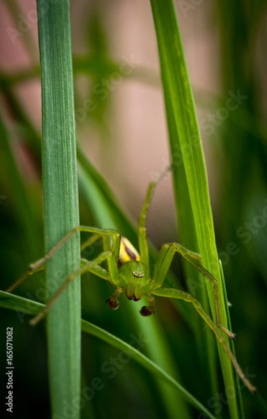 Obraz Pajak w trawie