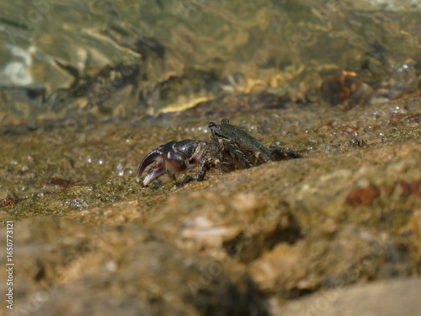 Fototapeta Rock crab in the Bay of Santander.