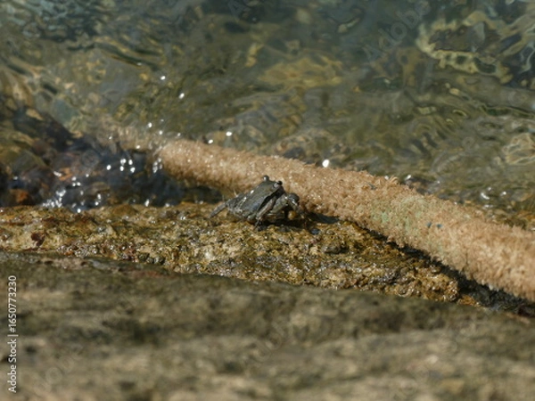 Obraz Rock crab in the Bay of Santander.
