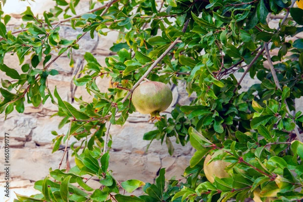 Fototapeta Unripe pomegranate. Pomegranate (Punica Granatum) on a tree with green leaves