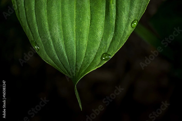 Fototapeta Dew Remains