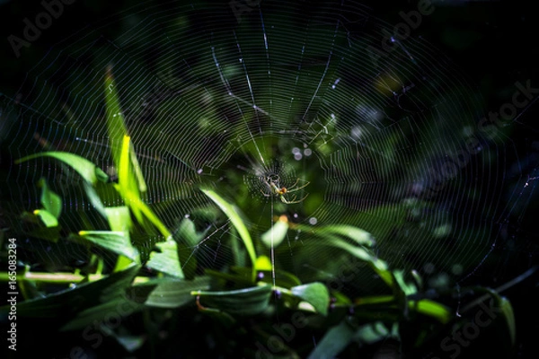 Fototapeta Spun Prism