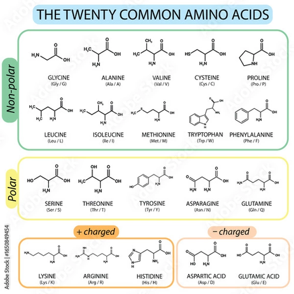 Fototapeta The Twenty Common Amino Acids: Nonpolar, Polar, and Charged Classification. Biochemistry and Molecular Biology, Amino Acid Structures Diagram