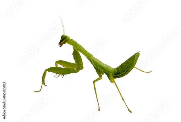 Obraz Mantis on white background. Closeup image of mantis looking into camera. Soothsayer or mantis green insect. Mantis head and arms with claws. Grass green Mantodea from tropical nature. Mantis