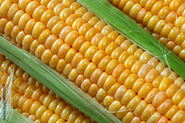 Obraz Corn ears background, close up