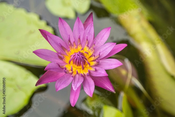 Fototapeta Lotus is a flower that familiar and favorable with Thai people from the past and a flower for Buddhism.