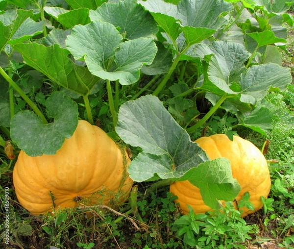 Obraz Le jardin potager.