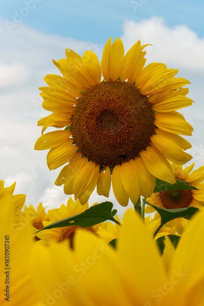 Obraz 夏の花ひまわり