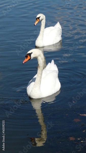 Obraz ballet de cygnes