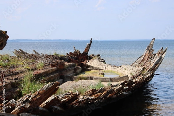 Obraz driftwood on the beach