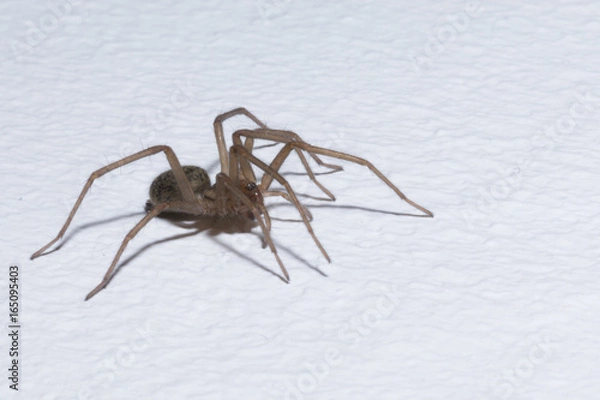 Fototapeta Brown home spider isolated on white background - macro