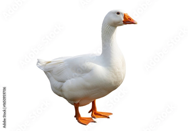 Fototapeta Realistic white goose standing against a solid black background highlighting detailed plumage and