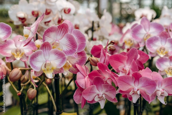 Fototapeta Vibrant display of pink and white orchids in a greenhouse, showcasing delicate petals and lush green foliage, enhancing floral beauty and tranquility