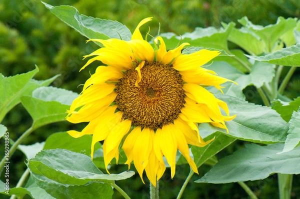 Fototapeta Sunflower