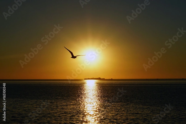 Obraz Seagull on sunset background