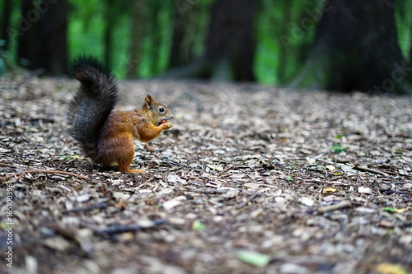 Fototapeta squirrel