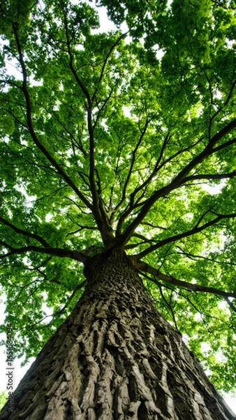 Obraz Majestic tree canopy view