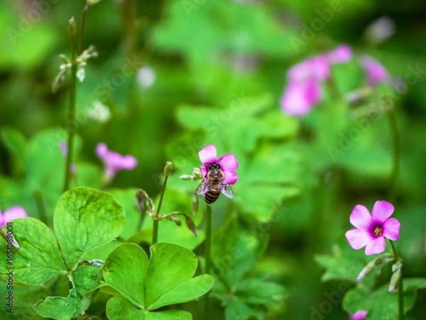 Fototapeta bee on flower