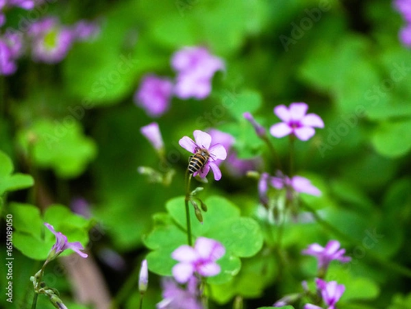 Fototapeta bee on flower