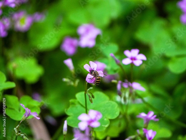 Fototapeta bee on flower