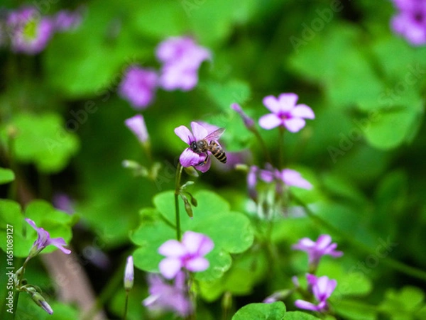 Fototapeta bee on flower
