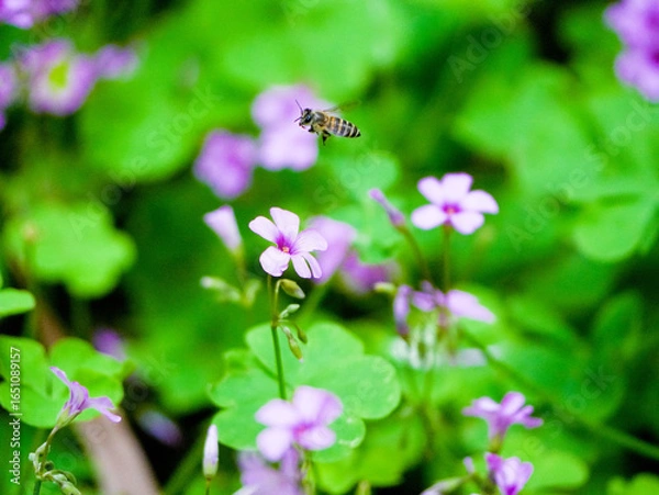 Fototapeta bee on a flower