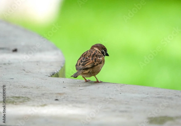 Fototapeta sparrow is drinking water