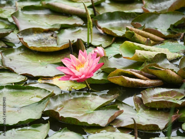 Fototapeta pink water lily