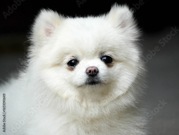Fototapeta white pomeranian dog