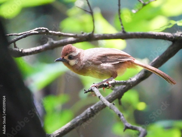 Fototapeta white-browed laughingthrush on the tree