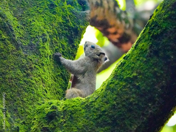 Fototapeta squirrel on a tree