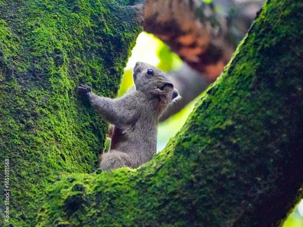 Fototapeta squirrel in the forest