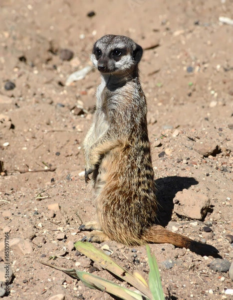 Obraz Meerkat standing on sandy ground