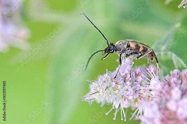 Fototapeta Judolia erratica is a species of beetle in the family Cerambycidae, Greece