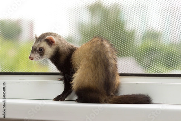Obraz Ferret for 5 months sits on a window sill near a window equipped with a metal mesh