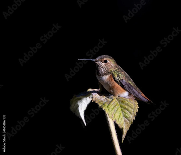 Obraz hummingbird on a branch