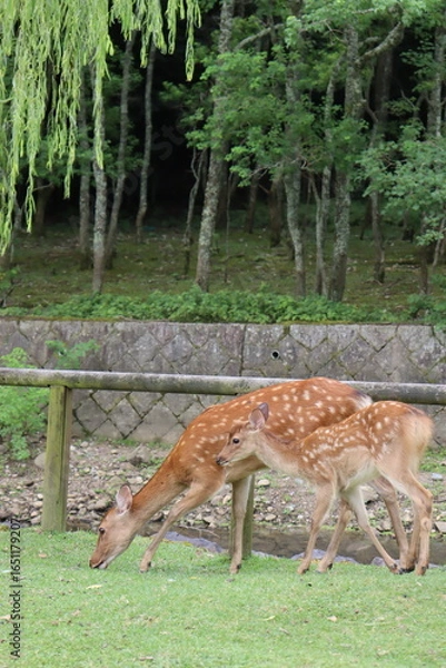 Obraz deer in the woods