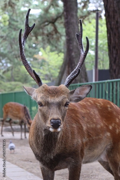 Obraz deer in the woods