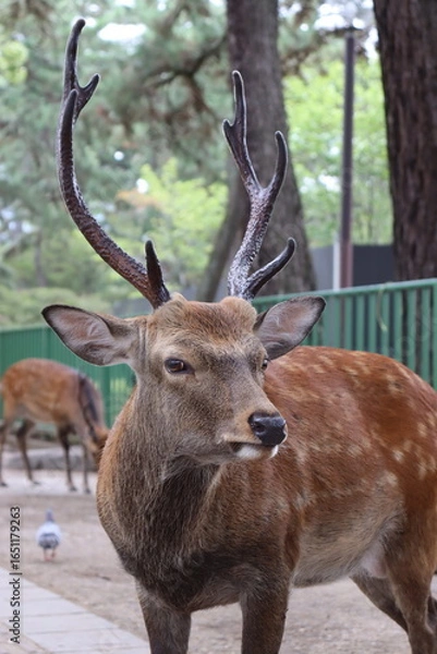 Obraz deer in the woods